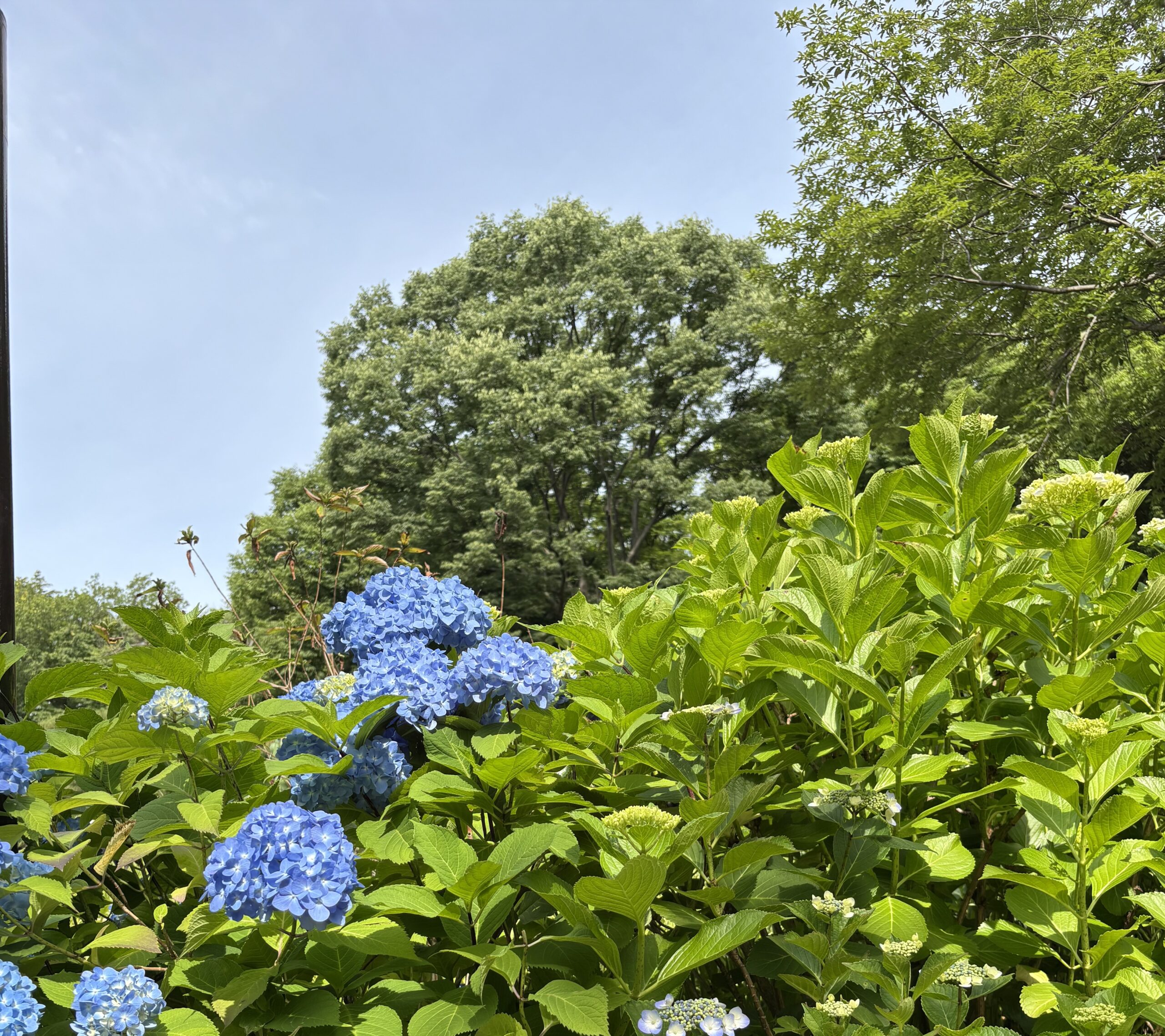 5月29日パークヨガ🌲ご参加ありがとうございました。